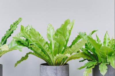 strip capsule bouwer Top 10 luchtzuiverende planten in huis